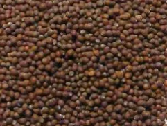 TRS Brown Mustard Seeds 100g – Authentic Indian Flavor for Traditional Cooking